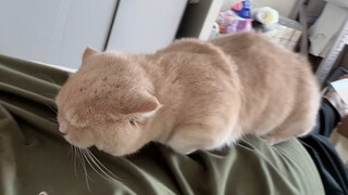 Aku paling benci kucing.