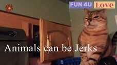 Animals Can Be Jerks! Funny Video  | Fun 4U