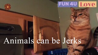 Animals Can Be Jerks! Funny Video  | Fun 4U