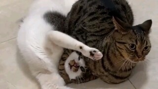 I hate cats with no sense of boundaries!