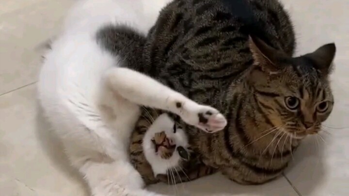 讨厌没有边界感的猫猫！