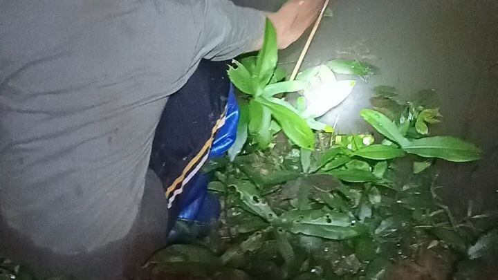 หาปลา1