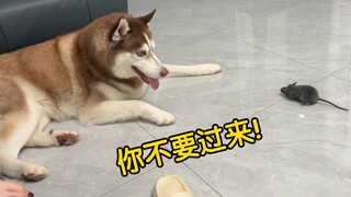 让边牧抓老鼠，让二哈抓老鼠，胆量差距一目了然！