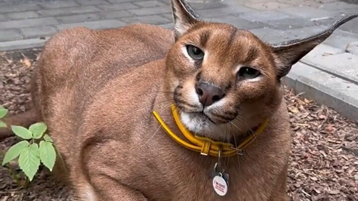 The caracal is so fierce; it hisses at anyone it sees.