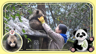 Almost Couldn't Recognize This Panda!