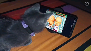 Grissha nonton Upin Ipin - Kucing Mix Russian Blue