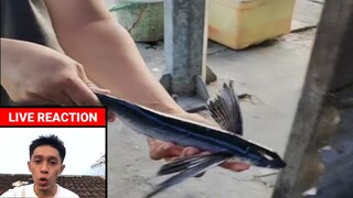 Ikan Indosiar...