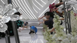 Tại sao Hatsune Miku lại không nhảy? Hatsune Miku đang rất nổi tiếng.