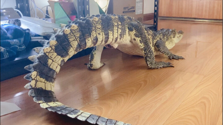 Have you ever seen a crocodile poop?