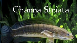 MACAM² IKAN CHANNA DISELURUH DUNIA.. Part 3