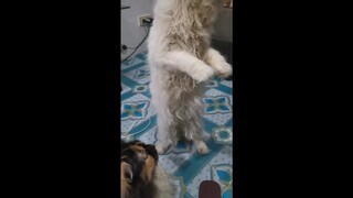 We're Monetized || Appreciation video || Cat treats