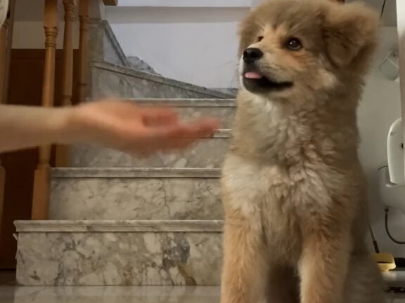 Mengapa anjing kecil saya mendengus setiap kali berjabat tangan?