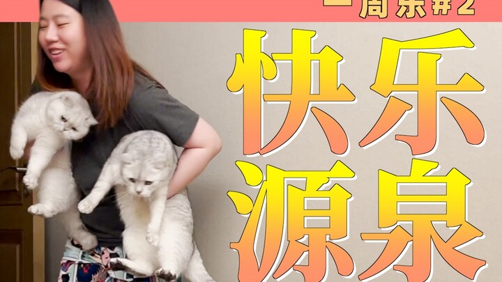 How far will people go to win a kitten’s affection? One Week with a Cat #2