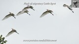 Flying Flock of CATTLE EGRET in breeding plumage, Singapore