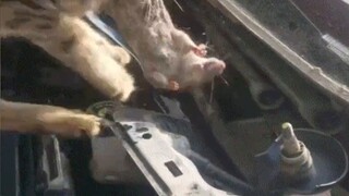 【Today's Sha Sculpture】I also want netizens like this