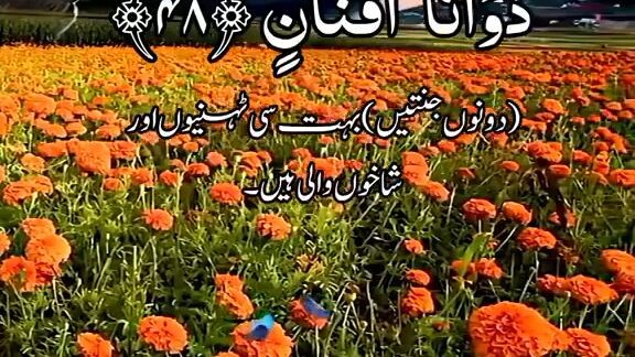 tilawat Quran mjeed
