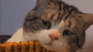 Who can understand the sadness of a kitten?