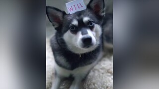 Skye has a question to ask you ❤️