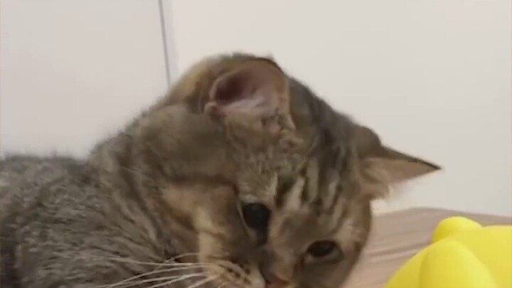 Halfway through watching TV...the cat suddenly broke down and started barking like a dog. Netizens b
