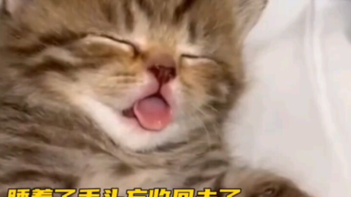 The little kitten sleeping is super cute～