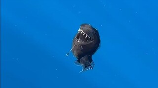 Pertama kalinya manusia berhasil menangkap gambar ikan anglerfish hitam laut dalam di perairan dangk
