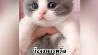 สัตว์เลี้ยงเพื่อนขนปุย : น้องแมวสุดดื้อ