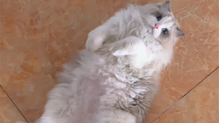 My cat might be the first in the world to end up in the hospital just for being cute and acting spoi