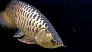 golden arowana