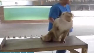 Đọc suy nghĩ động vật tấu hài vl anh em -phần 9 không xem đúng là bê đê hay vl mà không xem