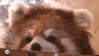 [Xiao Neng Miao] Move your ears~~~! ! !