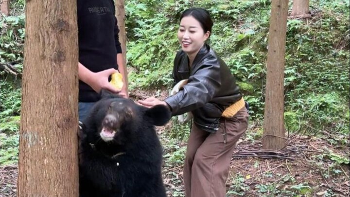 Hari ini nggak jalanin anjing, tapi jalanin beruang sungguhan (versi bukan peliharaan)