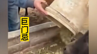 So sánh Cự Môn Lộc Kỵ