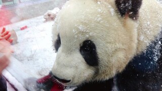 [Animals]A panda's cute interaction with a child in a snowy day