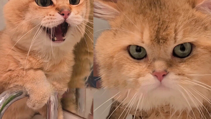 [คลิปสัตว์]อาบน้ำแมว ในความเป็นจริง VS สิ่งที่ฝัน