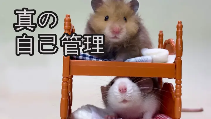 A Self-Discipline Rat: Hamster and Fancy Rat's Daily Life