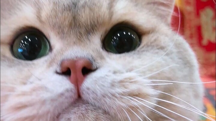 Good-luck kitty’s here to bring you fortune—don’t forget to thank the kitty!