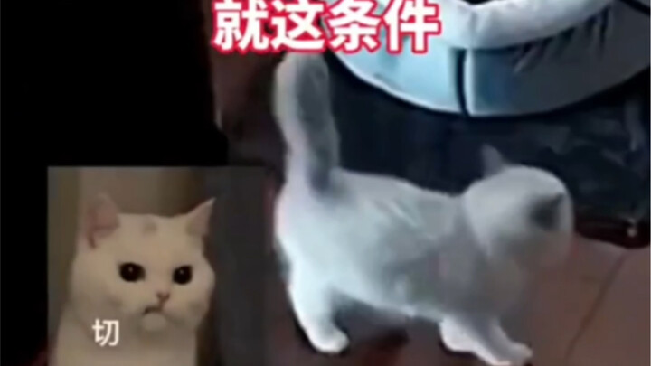 ขนาดเงื่อนไขแค่นี้ยังเลี้ยงแมว ตลกจนแมวยิ้มเลย