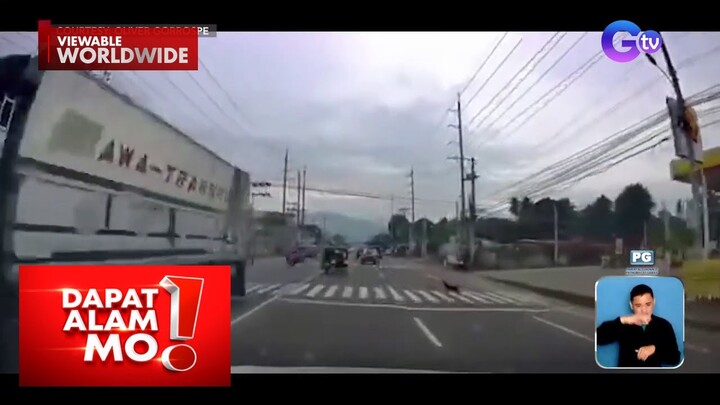 Aso, hinangaan online dahil sa kanyang pagtawid sa pedestrian | Dapat Alam Mo!