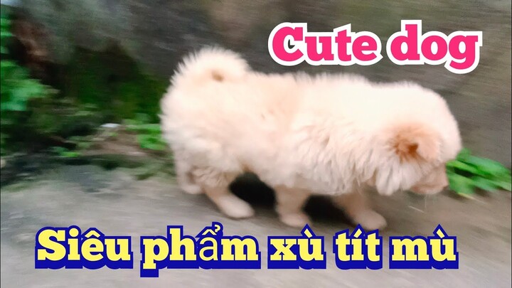 Hmong dog | chú chó xù trắng mũi hồng mập, đẹp.| cute dog | Bê Bê Núi|