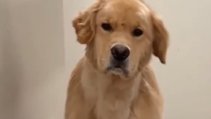 Anjing Golden Retriever: Aku baru saja berhasil menenangkannya, coba saja dekat kalau berani — anjin