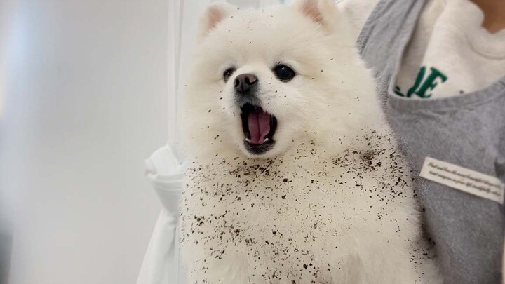 I heard that the dirtier little dogs are, the happier they become~