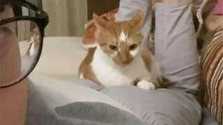 My cat sat on my butt and tried to knife me