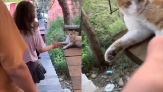 Cat: Hurry! This is the last batch! I'm going to leave work soon~