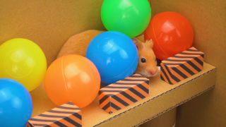 ภารกิจของหนูแฮมสเตอร์ EP 202