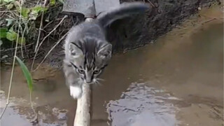Kittens crossing the river