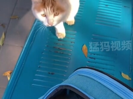 القطة الأم وصغيرها يلتقيان بعد نصف عام؛ الأم العجوز تعرفت على صغيرها، لكن الصغير لم يعد يتعرف على أم