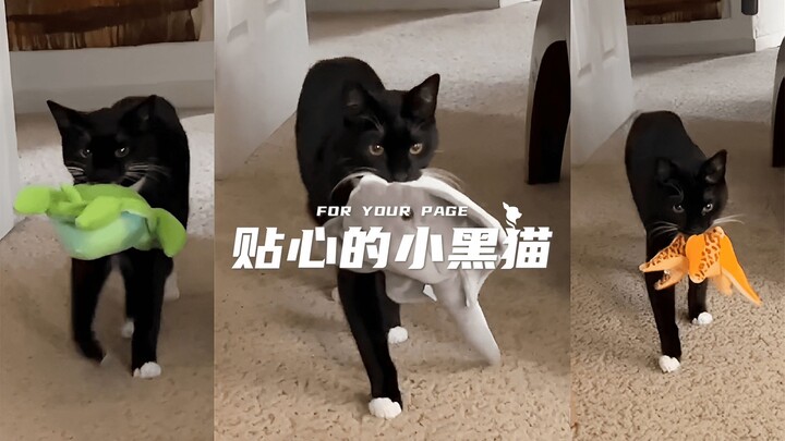 قطة سوداء صغيرة لا تتوقف عن إحضار الهدايا لك، لطيفة لدرجة تفجّر القلوب!