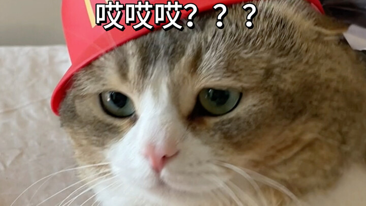 عندما تذهب القطة الصغيرة للعمل في مايمن