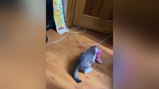 Mọi người có tin là từ lúc chưa đầy 4 tháng tuổi Beo đã cắp chó bông đi giải toả khum? 🥲 cat kitten BuocQuaKyNiem foryou meo