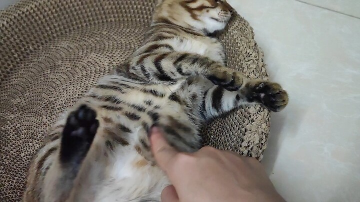 Funny|Do Your Cat Let You Touch Its Belly?
